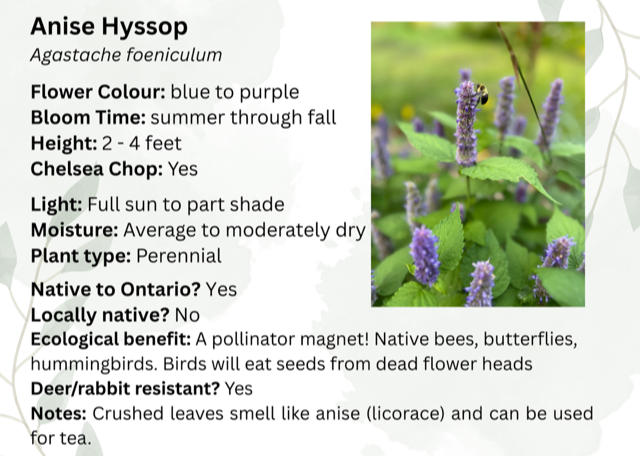 Anise Hyssop