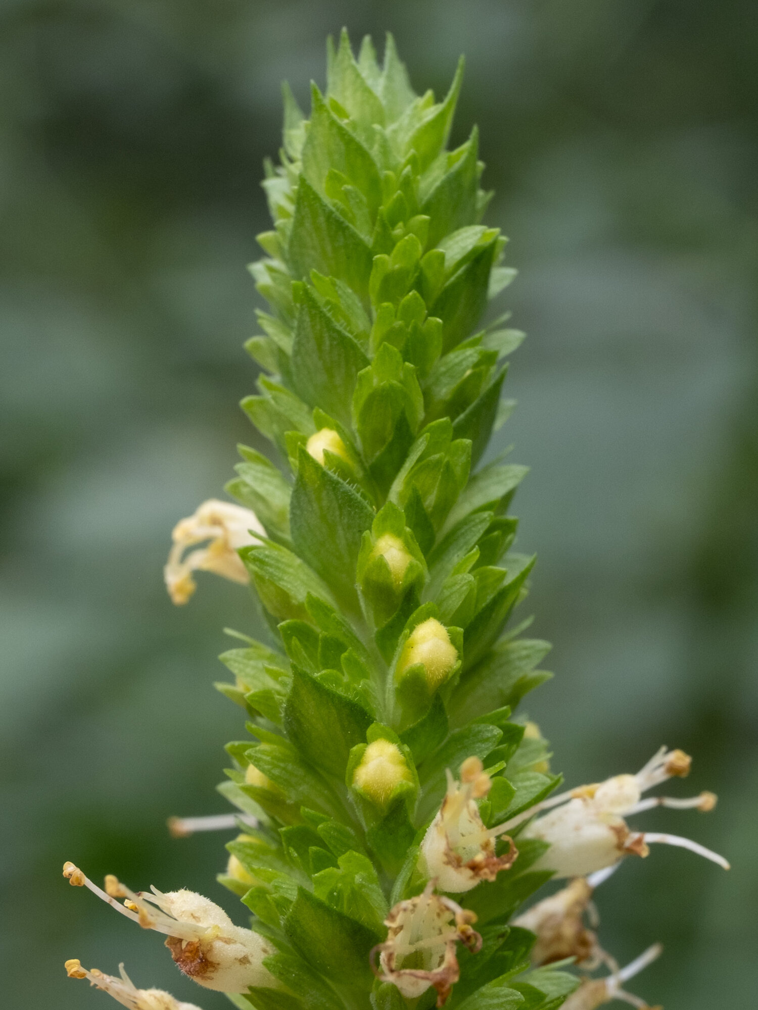 Yellow Giant Hyssop
