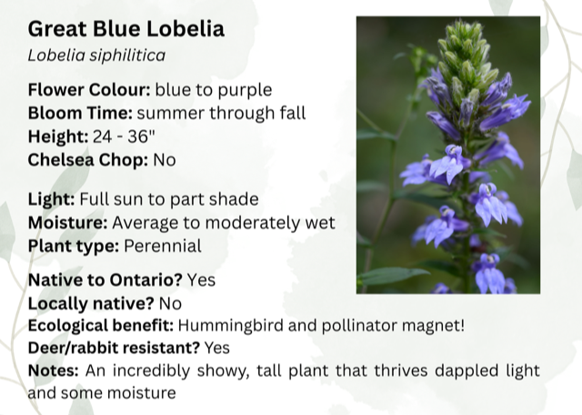 Yellow Giant Hyssop