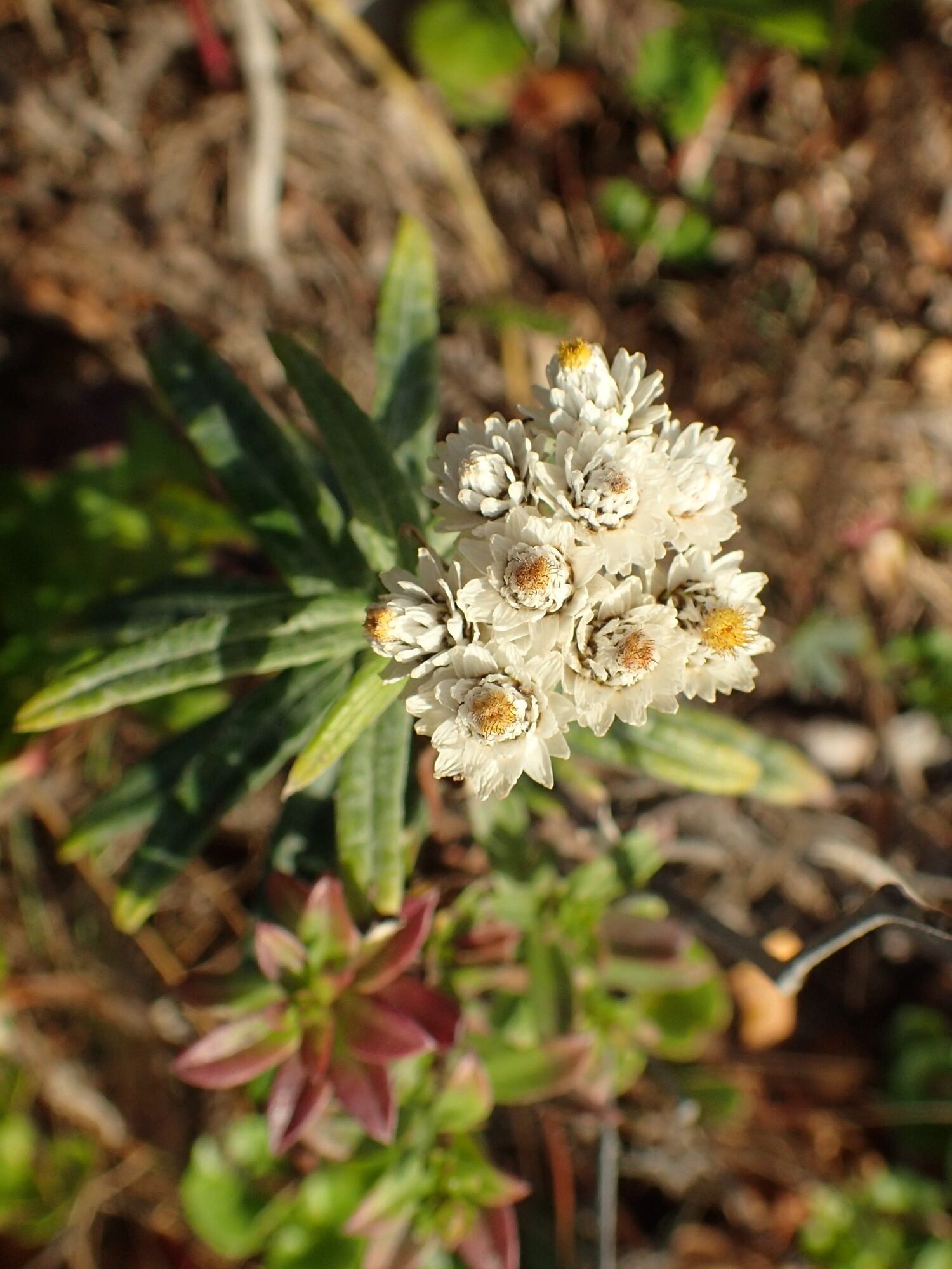 Pearly Everlasting