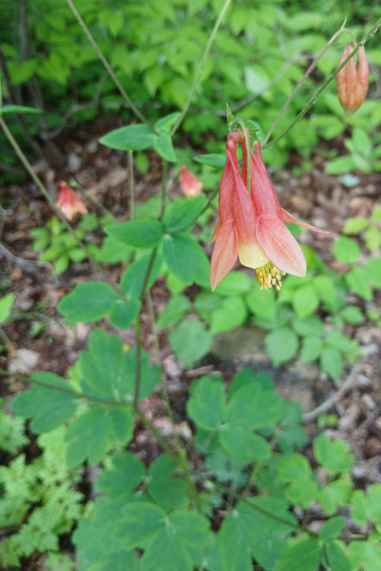 Canada Columbine