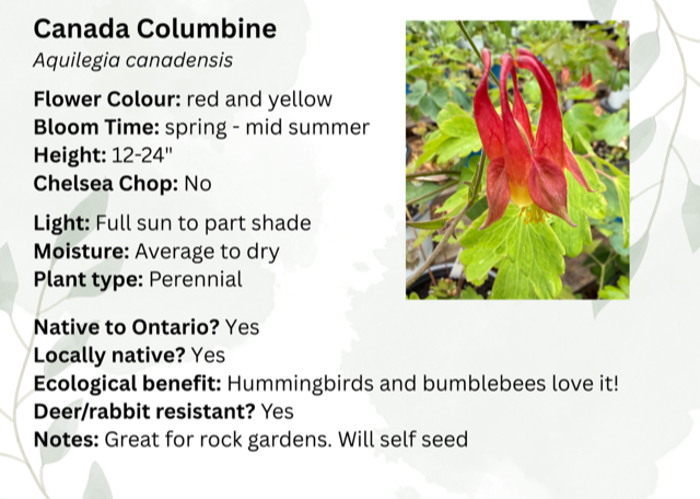 Canada Columbine