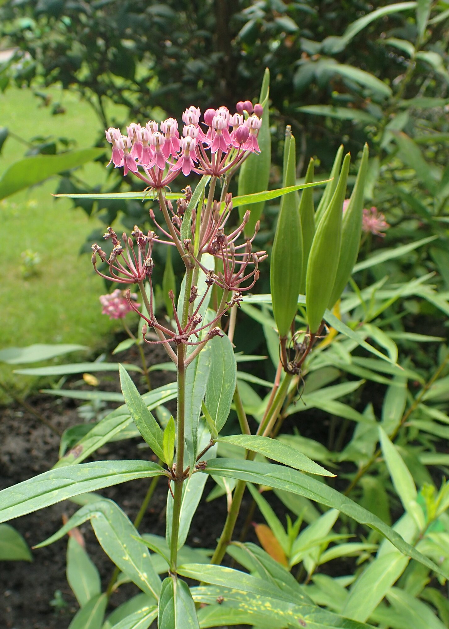 Swamp Milkweed