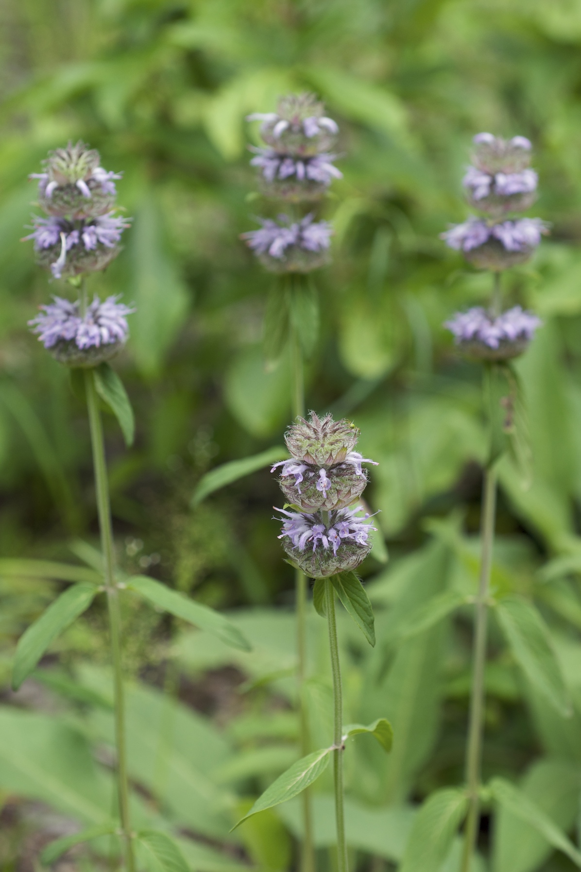 Downy Wood Mint