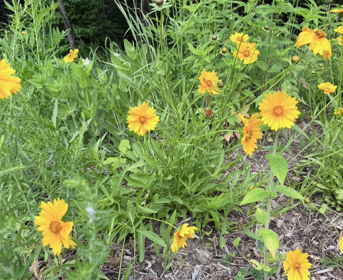 Lance-leaved Coreopsis