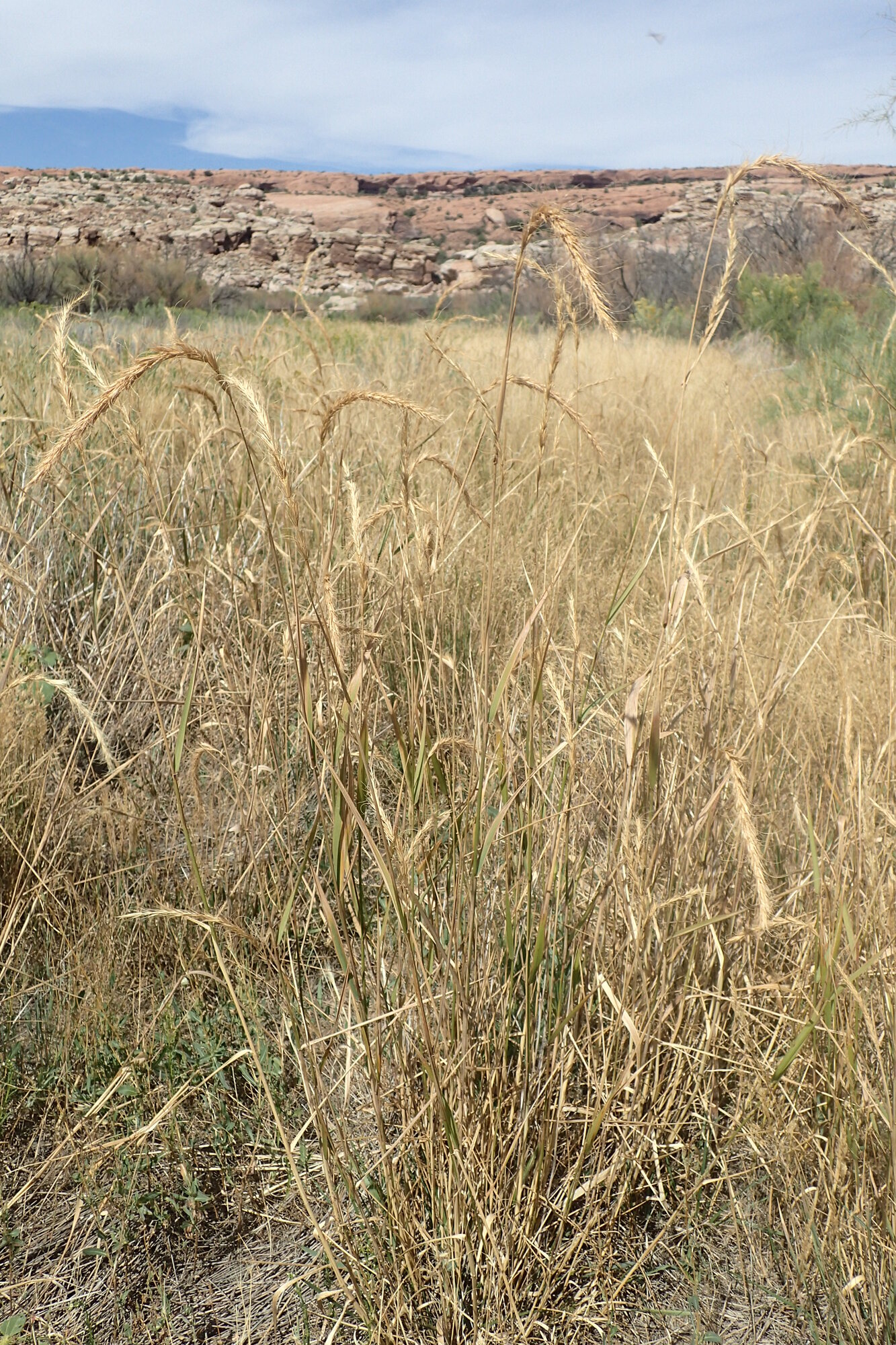 Canada Wild Rye