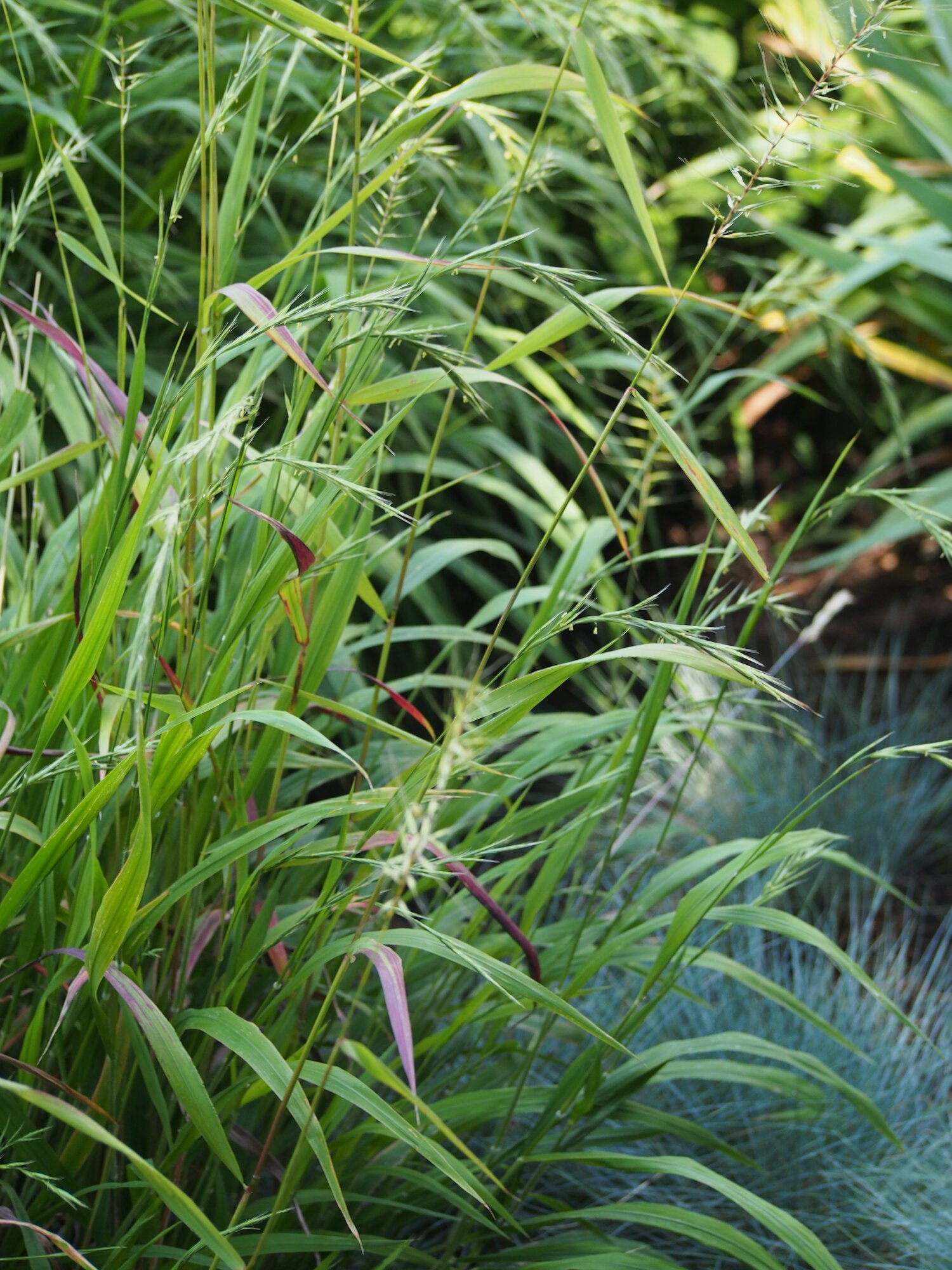 Bottlebrush Grass