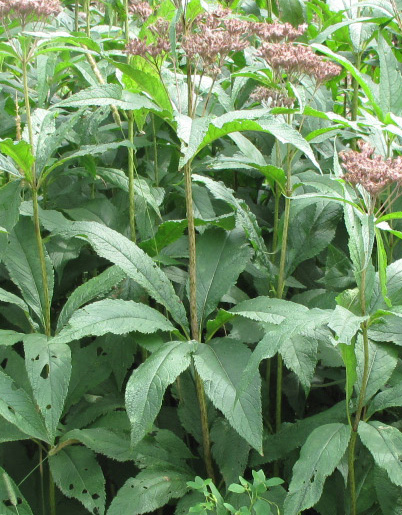 Spotted Joe Pye Weed