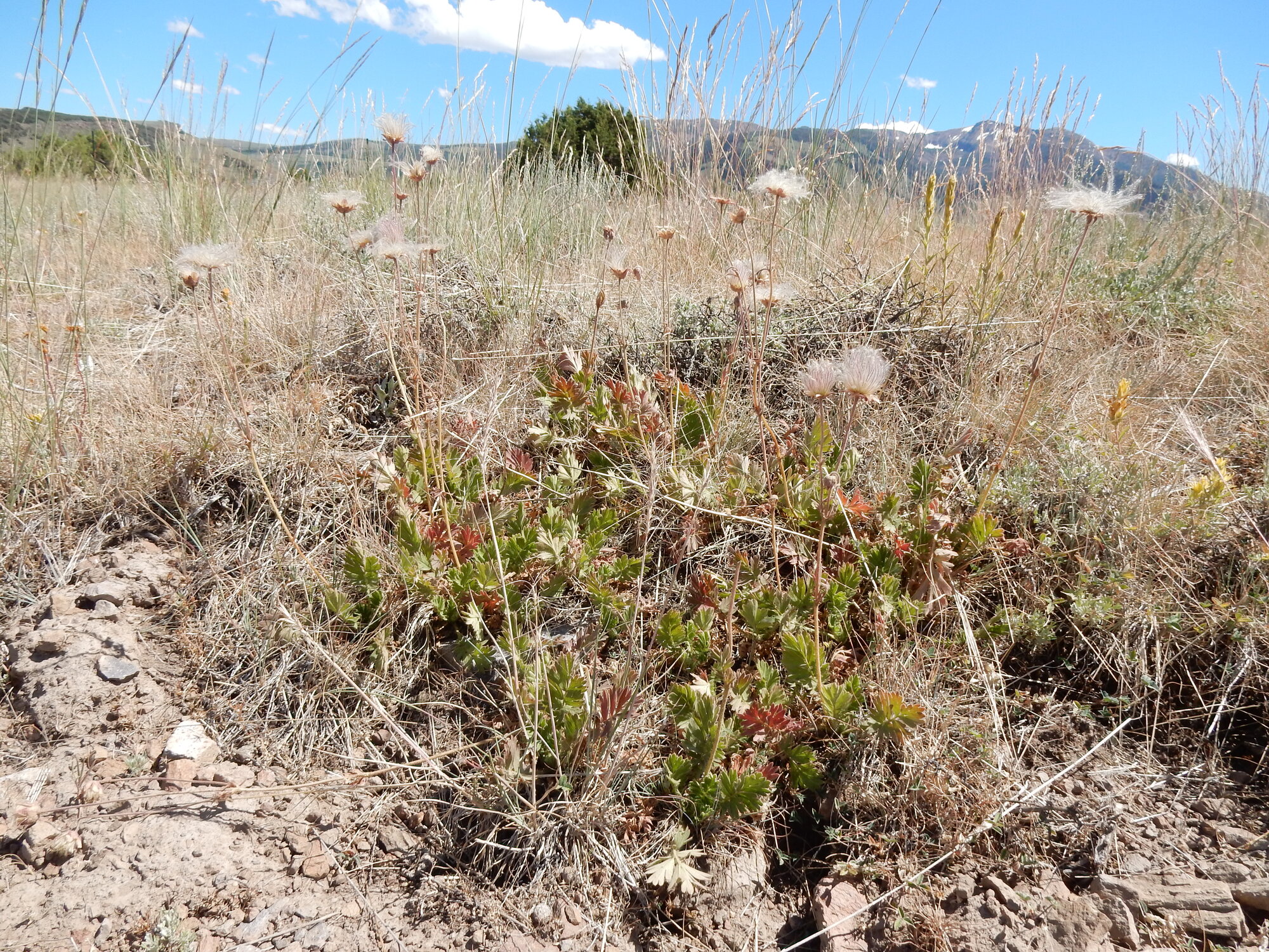 Prairie Smoke