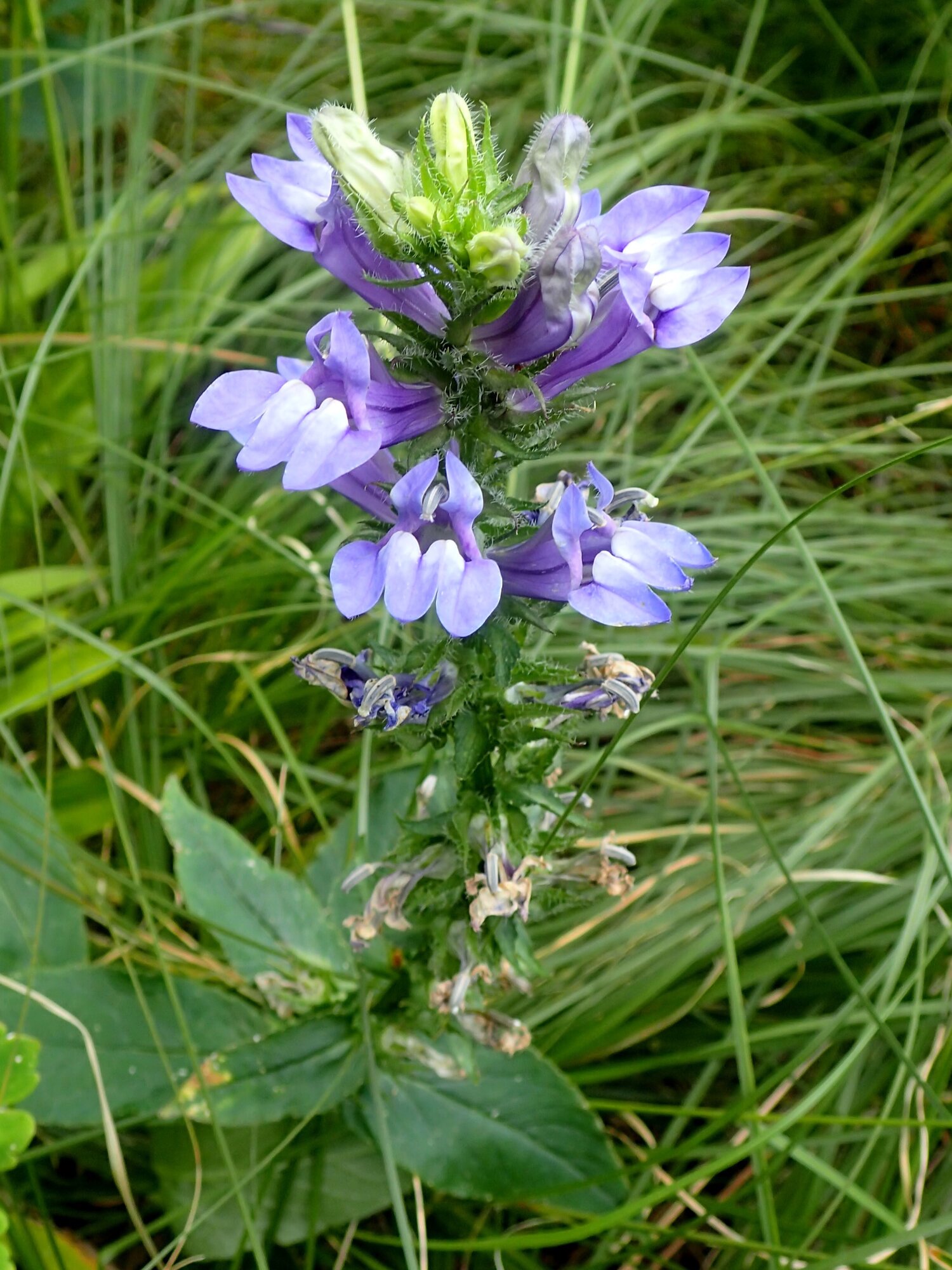 Great Blue Lobelia