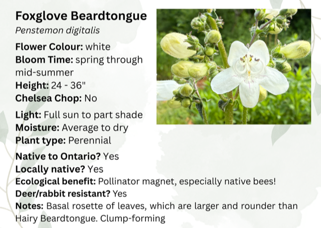 Great Blue Lobelia