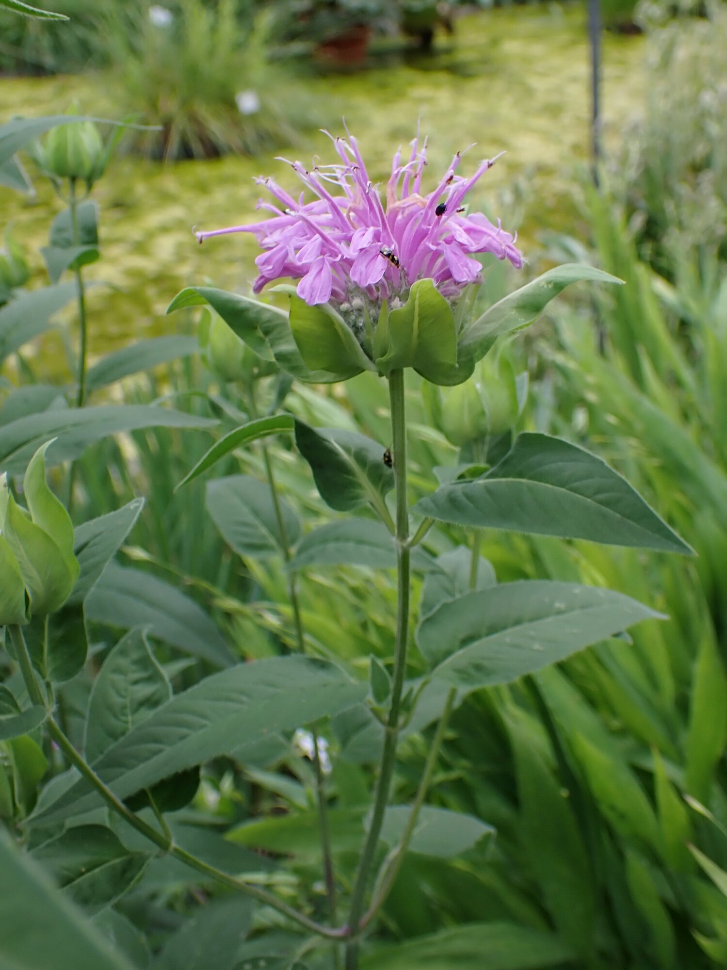 Wild Bergamot