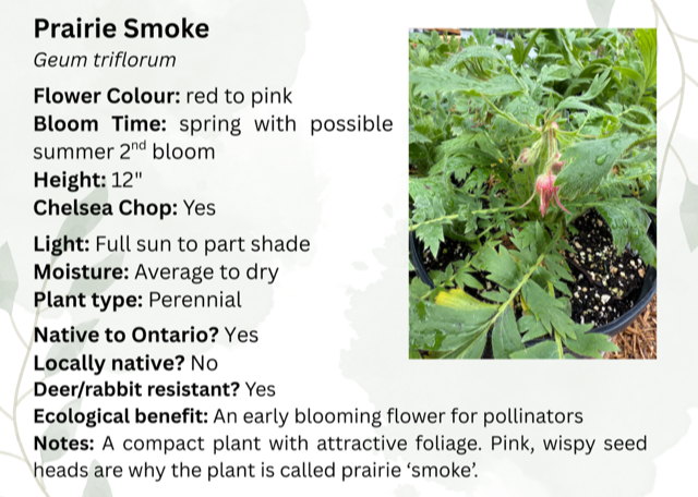 Wild Bergamot