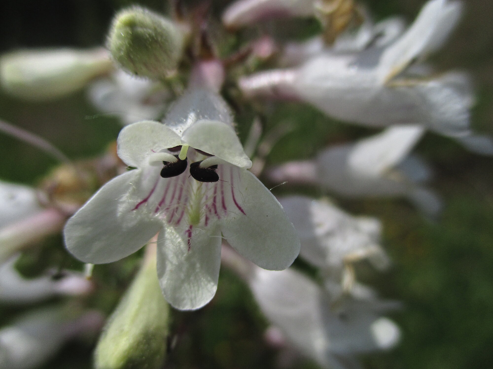 Foxglove Beardtongue