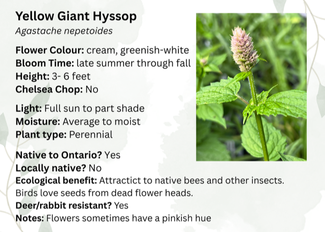 Foxglove Beardtongue