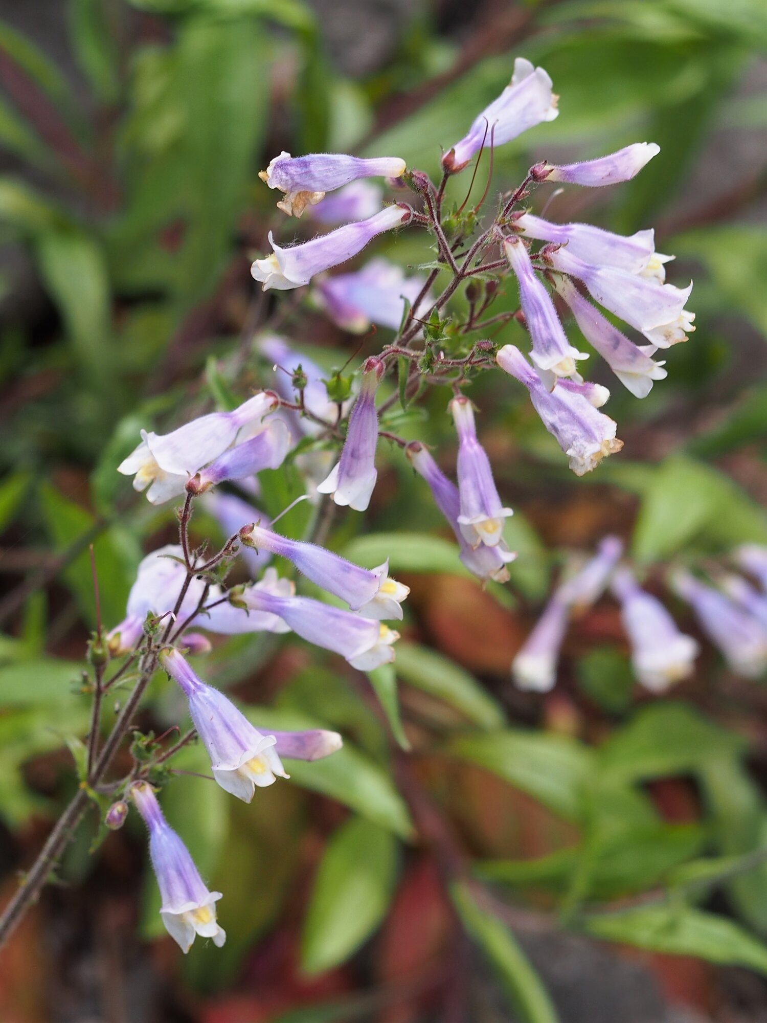 Hairy Beardtongue