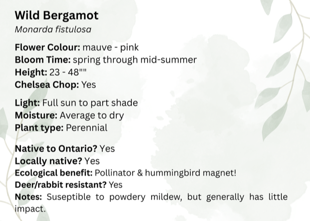 Hairy Beardtongue