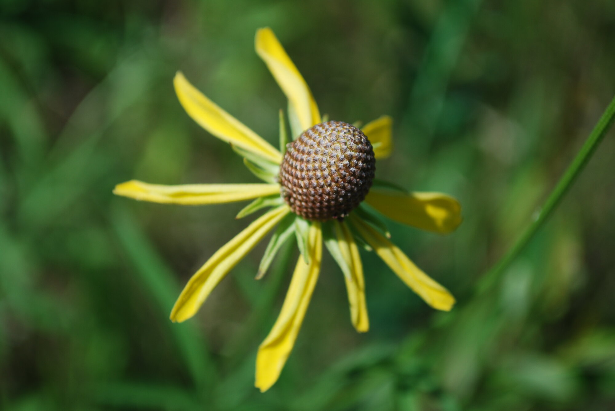 Grey-headed Coneflower
