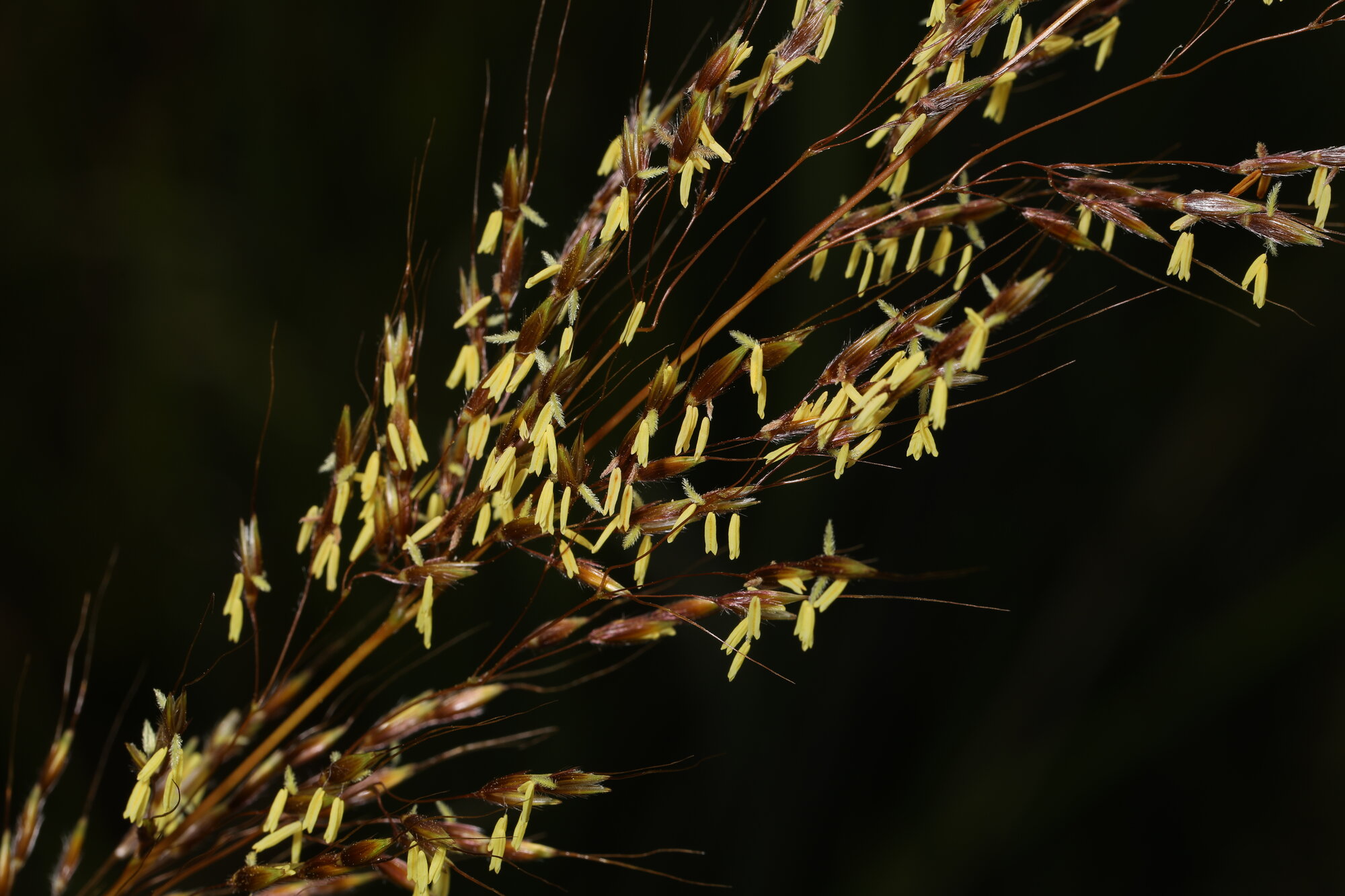 Little Bluestem
