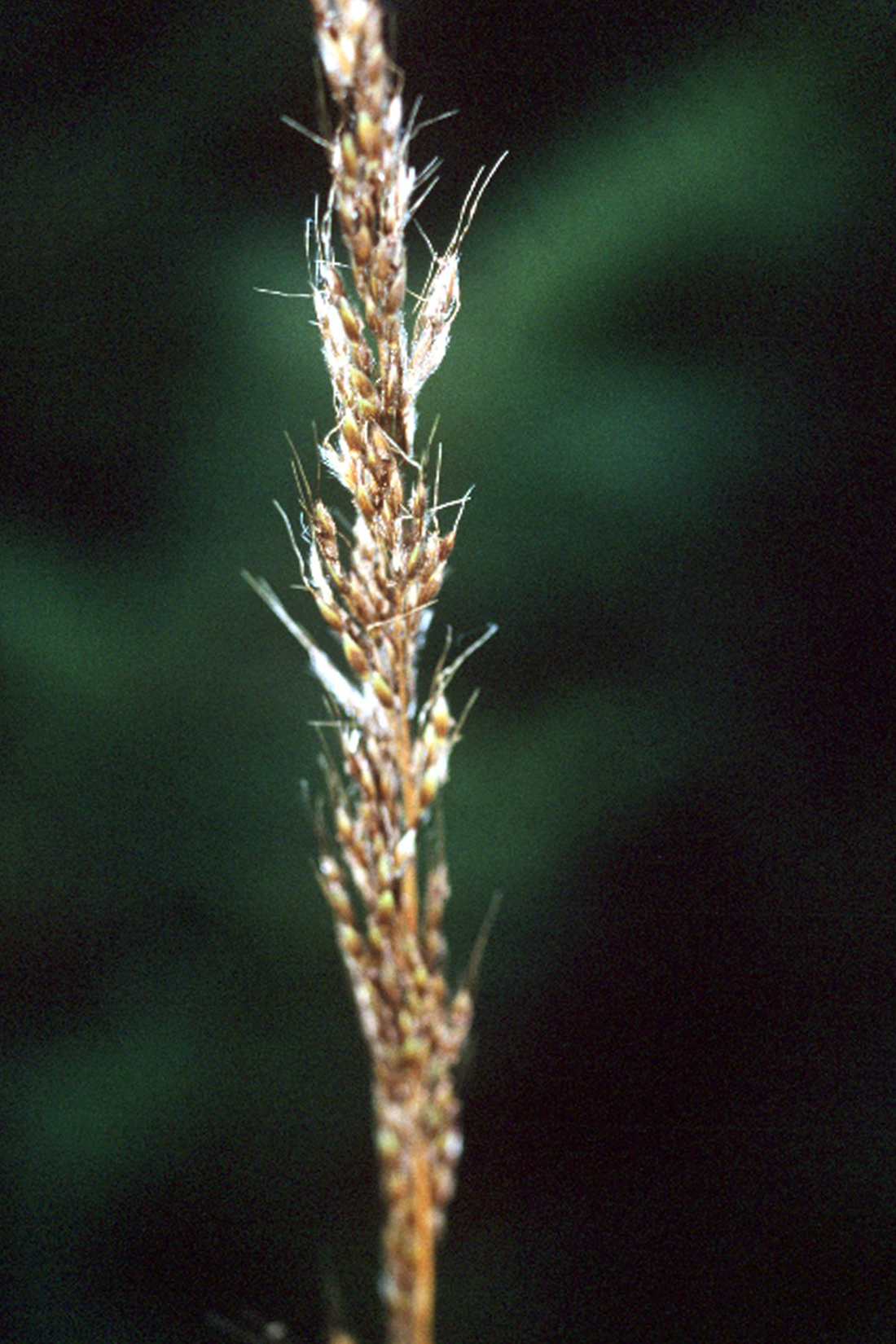 False Yellow Sorghum
