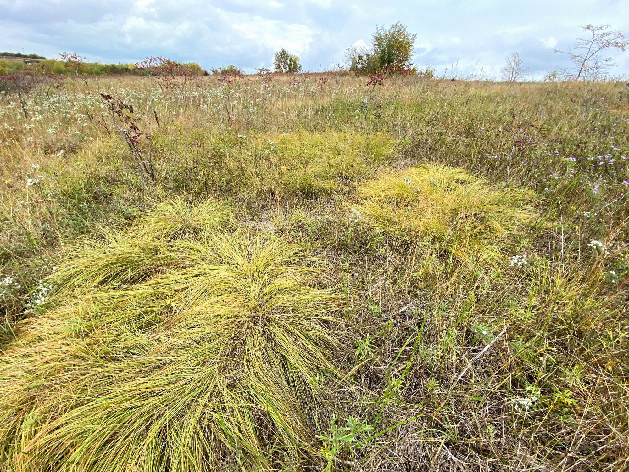 Prairie Dropseed