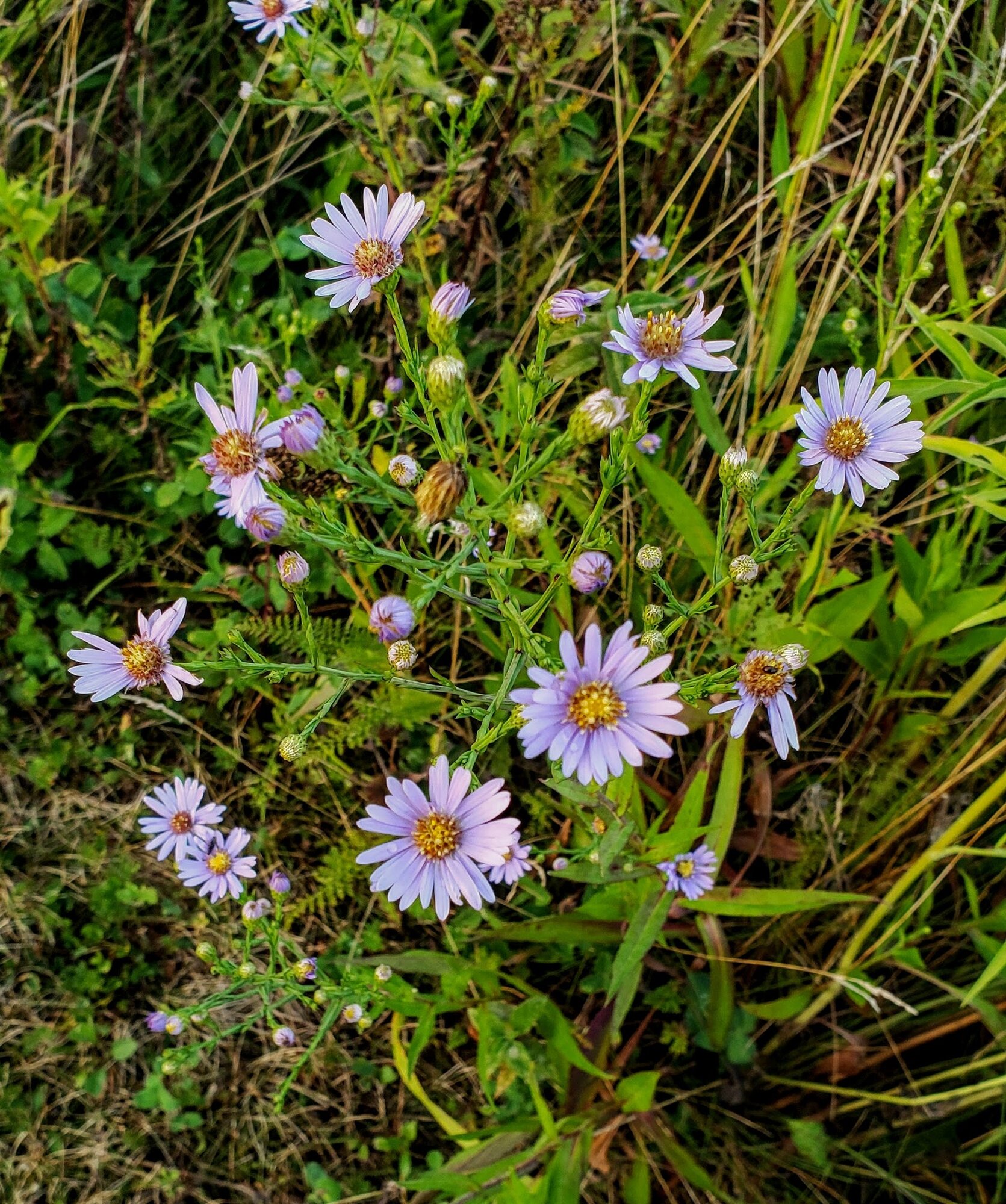 Smooth Blue Aster