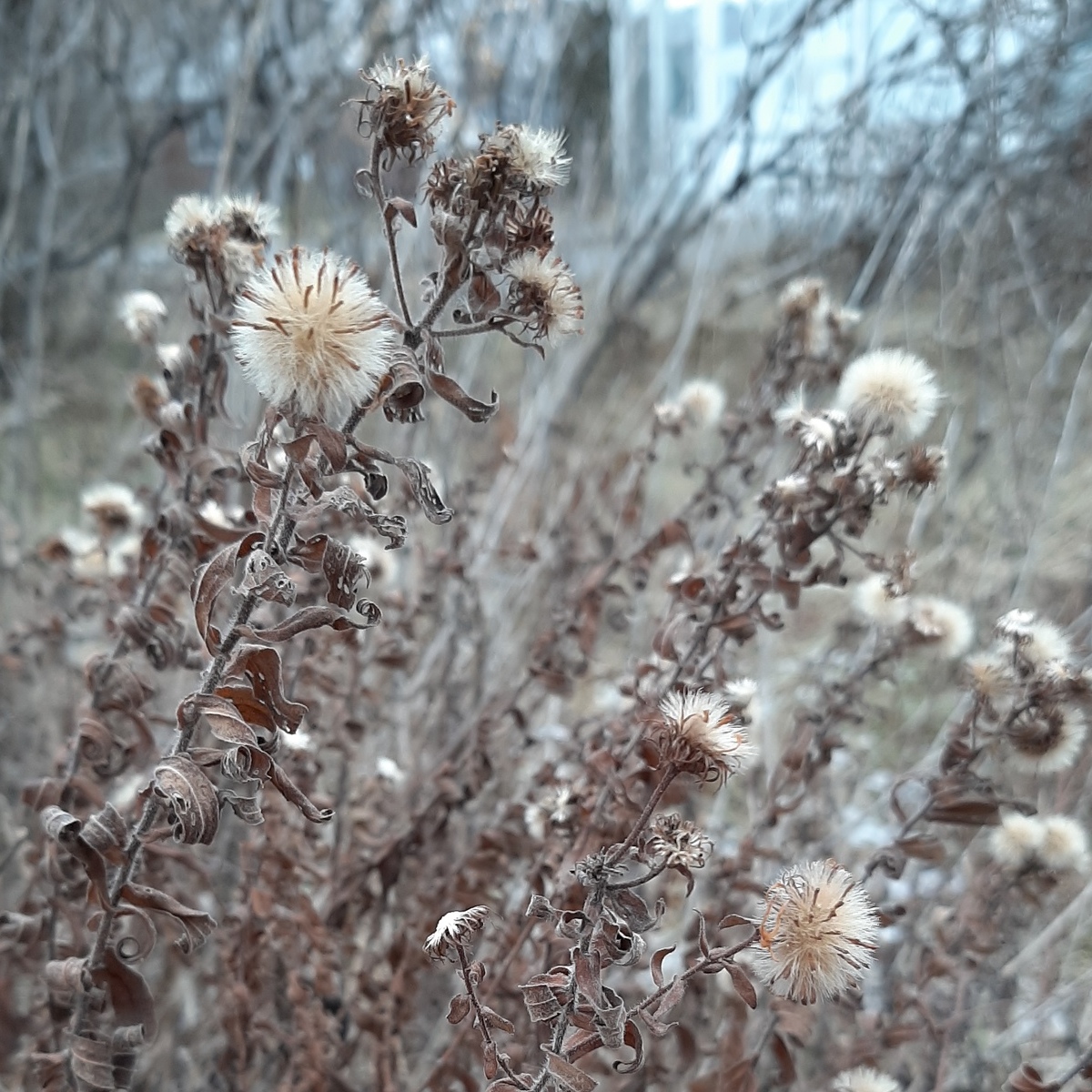 New England Aster