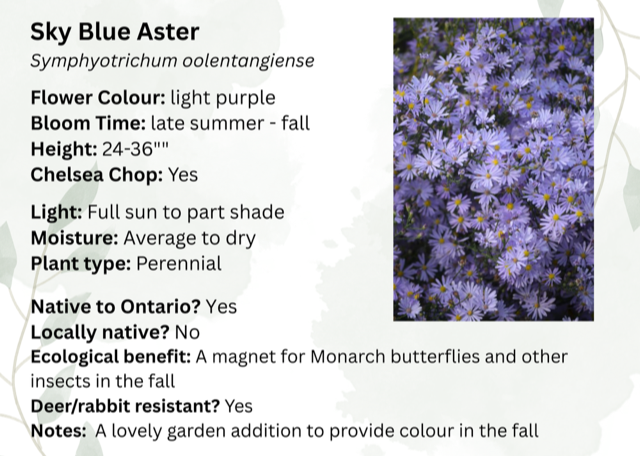 Sky Blue Aster