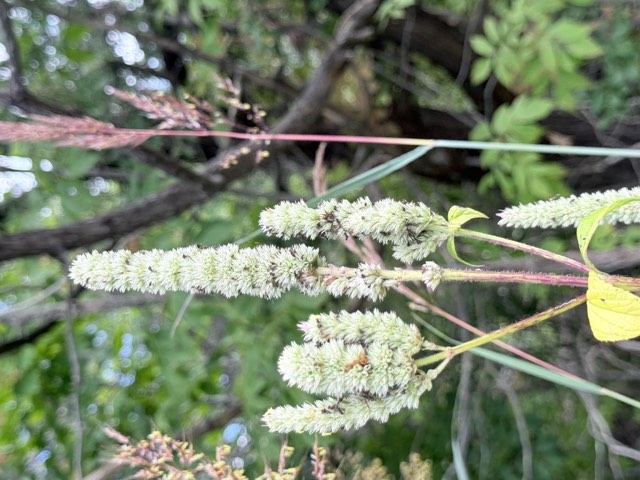 Yellow Giant Hyssop