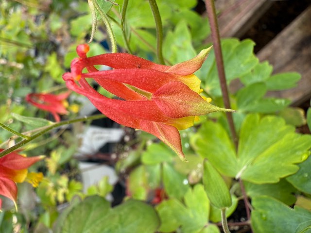 Canada Columbine