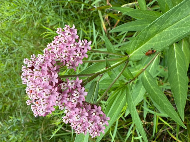 Swamp Milkweed