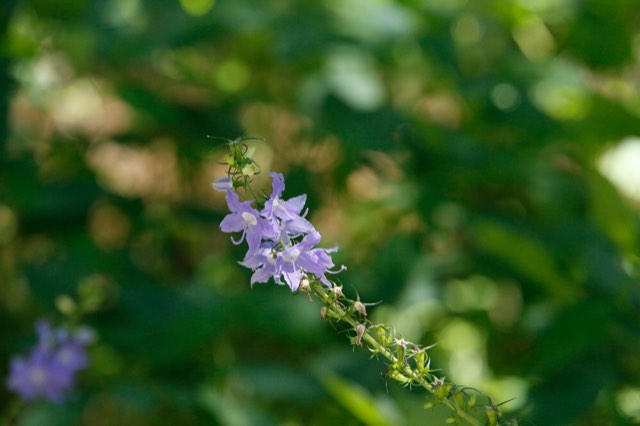 Tall Bellflower