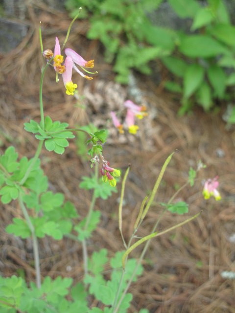 Pale Corydalis