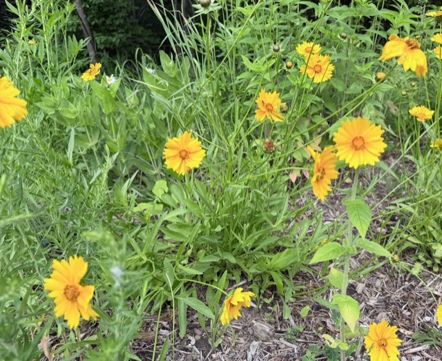 Lance-leaved Coreopsis