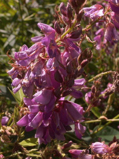 Showy Tick Trefoil
