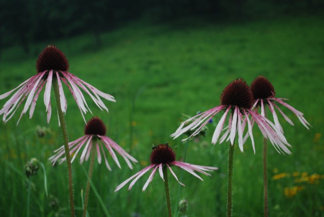 Pale Purple Coneflower