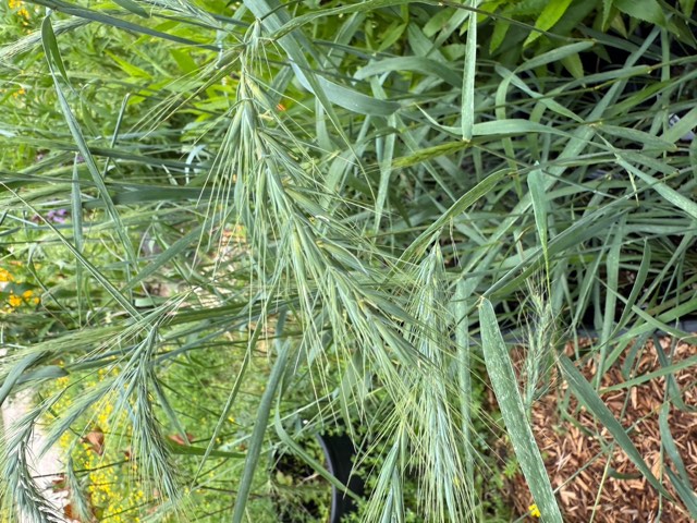 Canada Wild Rye