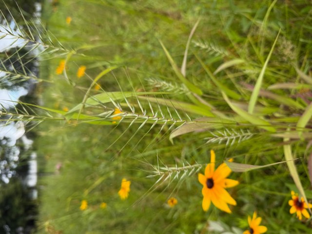 Bottlebrush Grass