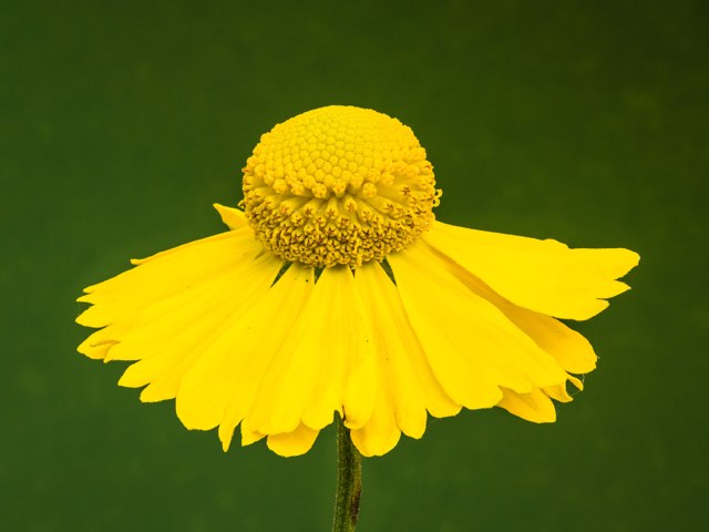 Common Sneezeweed