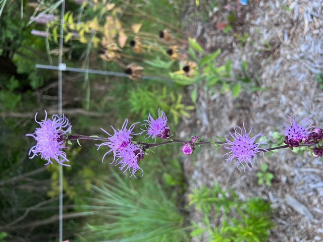 Rough Blazing Star