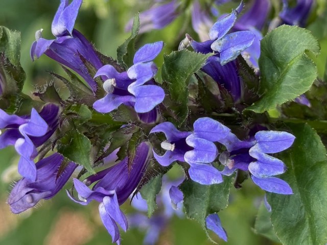 Great Blue Lobelia