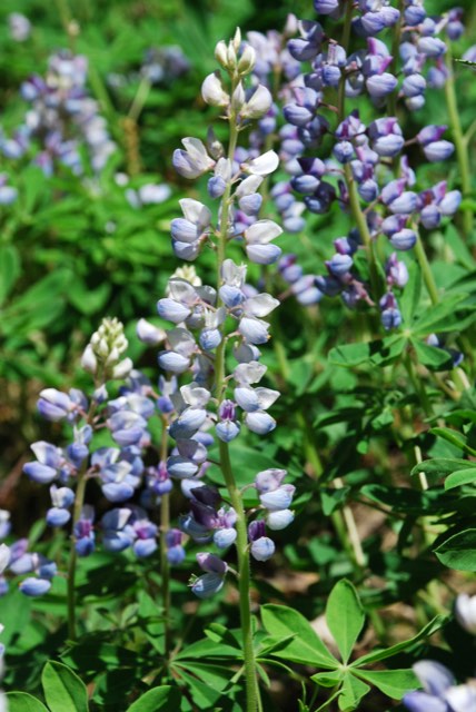 Wild Lupine