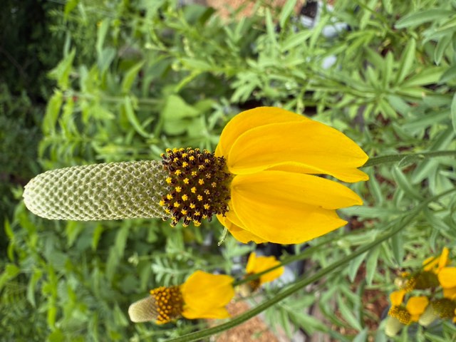 Prairie Coneflower