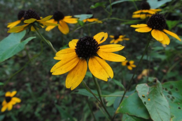 3-lobed Black-eyed Susan