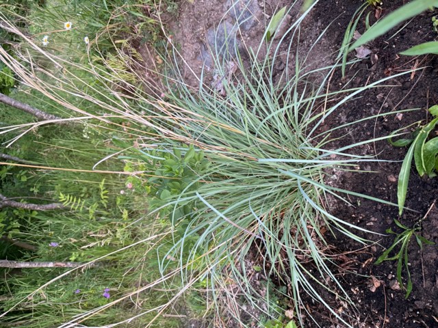 Little Bluestem